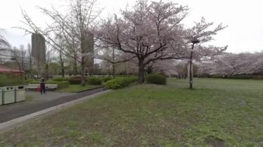 Tokyo Kiraz Çiçekleri 2022 İlkbahar