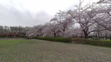 Tokyo Kiraz Çiçekleri 2022 İlkbahar