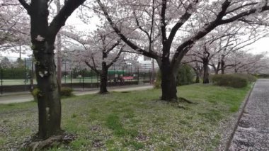 Tokyo Kiraz Çiçekleri 2022 İlkbahar