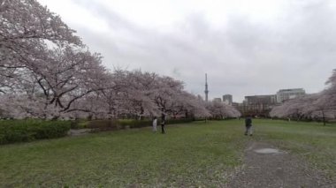 Tokyo Kiraz Çiçekleri 2022 İlkbahar