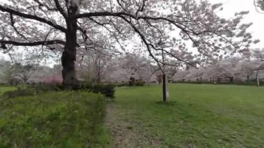 Tokyo Kiraz Çiçekleri 2022 İlkbahar
