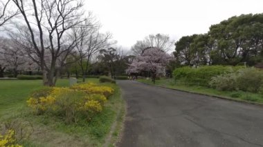 Tokyo Kiraz Çiçekleri 2022 İlkbahar