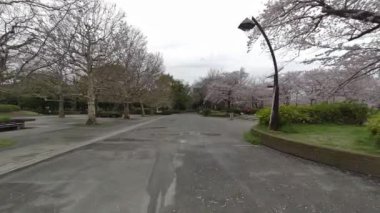 Tokyo Kiraz Çiçekleri 2022 İlkbahar