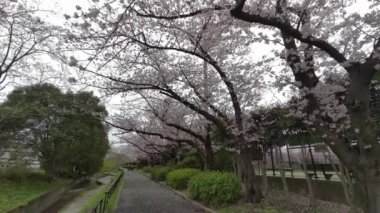 Tokyo Kiraz Çiçekleri 2022 İlkbahar