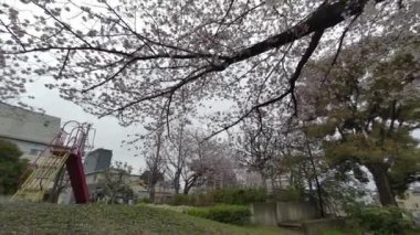 Tokyo Kiraz Çiçekleri 2022 İlkbahar