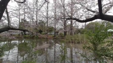 Tokyo Kiraz Çiçekleri 2022 İlkbahar