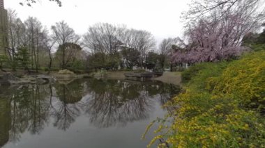 Tokyo Kiraz Çiçekleri 2022 İlkbahar