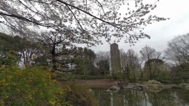 Tokyo Kiraz Çiçekleri 2022 İlkbahar