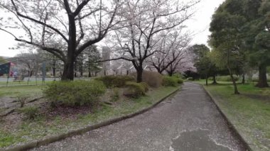 Tokyo Kiraz Çiçekleri 2022 İlkbahar