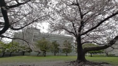 Tokyo Kiraz Çiçekleri 2022 İlkbahar