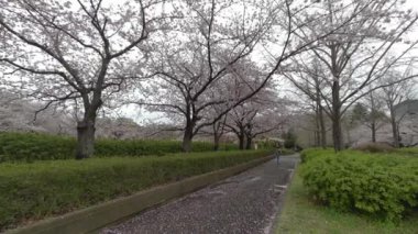 Tokyo Kiraz Çiçekleri 2022 İlkbahar