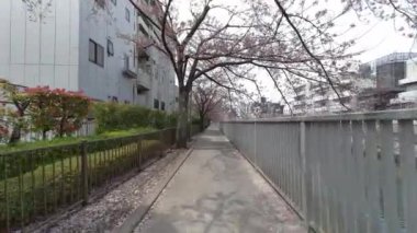 Tokyo Kiraz Çiçekleri 2022 İlkbahar