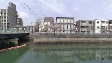 Tokyo Kiraz Çiçekleri 2022 İlkbahar