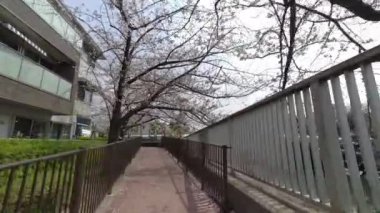 Tokyo Kiraz Çiçekleri 2022 İlkbahar