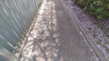 Tokyo Kiraz Çiçekleri 2022 İlkbahar