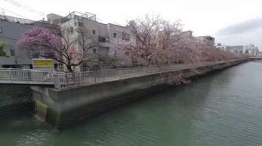 Tokyo Kiraz Çiçekleri 2022 İlkbahar