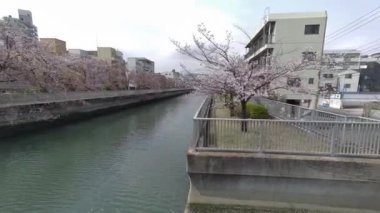 Tokyo Kiraz Çiçekleri 2022 İlkbahar