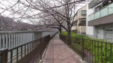 Tokyo Kiraz Çiçekleri 2022 İlkbahar