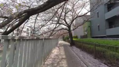 Tokyo Kiraz Çiçekleri 2022 İlkbahar