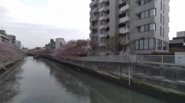 Tokyo Kiraz Çiçekleri 2022 İlkbahar