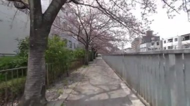 Tokyo Kiraz Çiçekleri 2022 İlkbahar