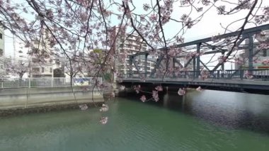 Tokyo Kiraz Çiçekleri 2022 İlkbahar