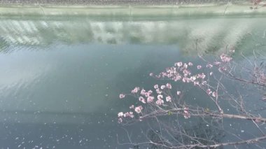 Tokyo Kiraz Çiçekleri 2022 İlkbahar