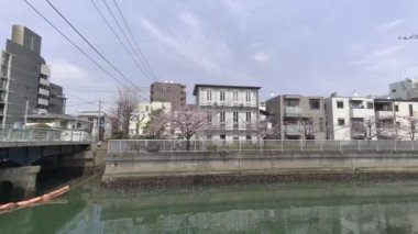 Tokyo Kiraz Çiçekleri 2022 İlkbahar