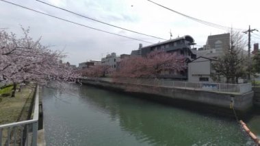 Tokyo Kiraz Çiçekleri 2022 İlkbahar