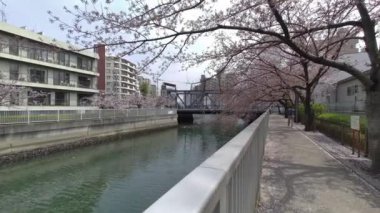 Tokyo Kiraz Çiçekleri 2022 İlkbahar