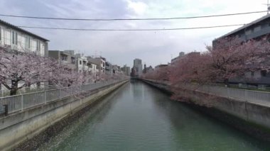 Tokyo Kiraz Çiçekleri 2022 İlkbahar