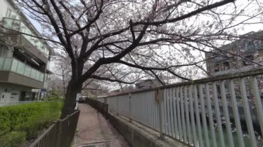 Tokyo Kiraz Çiçekleri 2022 İlkbahar