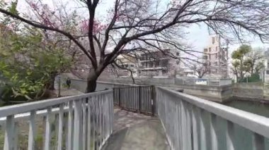 Tokyo Kiraz Çiçekleri 2022 İlkbahar