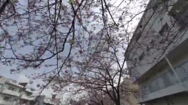 Tokyo Kiraz Çiçekleri 2022 İlkbahar