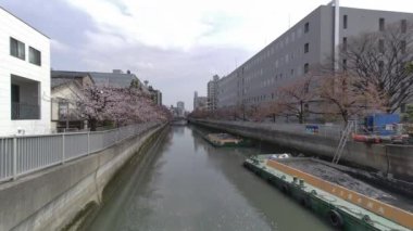 Tokyo Kiraz Çiçekleri 2022 İlkbahar