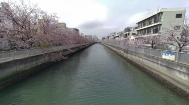 Tokyo Kiraz Çiçekleri 2022 İlkbahar