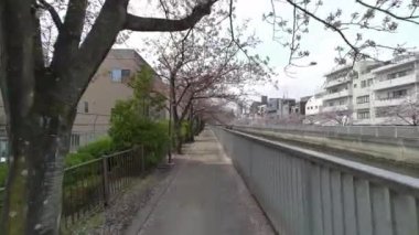 Tokyo Kiraz Çiçekleri 2022 İlkbahar