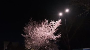 Tokyo Ueno Gece Manzarası 2022 Nisan