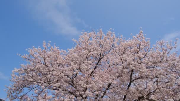 Tokyo Körsbär Blommar 2022 Vår — Stockvideo