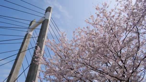 Tokio Kersenbloesems 2022 Voorjaar — Stockvideo