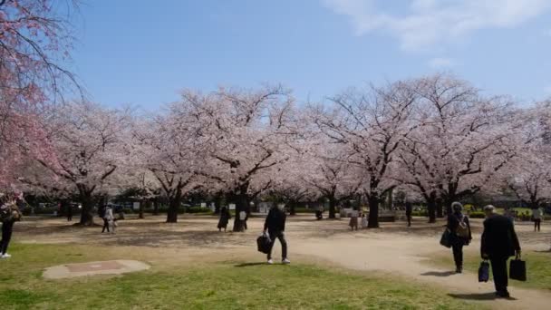 Tokyo Körsbär Blommar 2022 Vår — Stockvideo