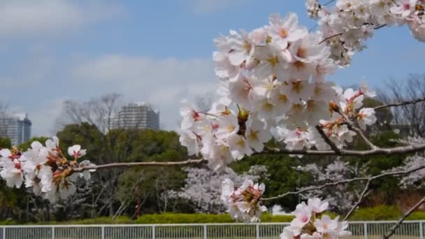 Tokio Flores Cerezo 2022 Primavera — Vídeos de Stock