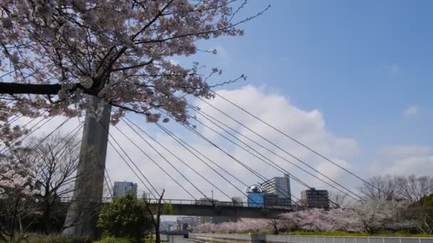Tokiói Cseresznyevirág 2022 Tavasz — Stock videók