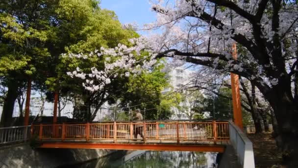 Wiosna 2022 Kwitnie Wiśnia Tokio — Wideo stockowe