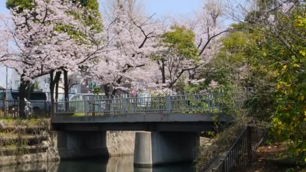 Tokio Flores Cerezo 2022 Primavera — Vídeo de stock