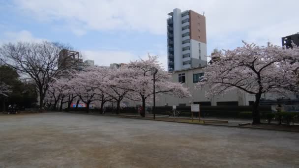 Tokyo Kiraz Çiçekleri 2022 Lkbahar — Stok video