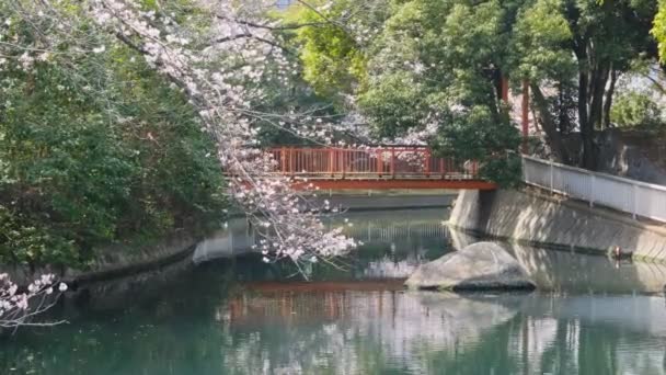 東京桜2022春 — ストック動画