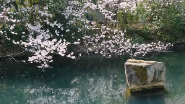 Tokio Kersenbloesems 2022 Voorjaar — Stockvideo