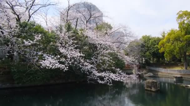 Tokyo Fleurs Cerisier 2022 Printemps — Video