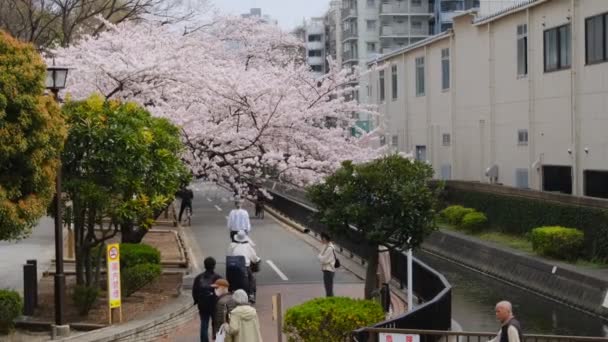 Τόκιο Άνθη Κερασιάς 2022 Άνοιξη — Αρχείο Βίντεο